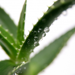 aloe-vera-immagine-pianta-300x300